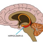 Hồi hải mã (Hippocampus) là gì Chức năng và cách bảo vệ (Ảnh: neuroscientificallychallenged)