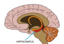 Hồi hải mã (Hippocampus) là gì Chức năng và cách bảo vệ (Ảnh: neuroscientificallychallenged)