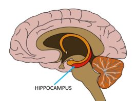 Hồi hải mã (Hippocampus) là gì Chức năng và cách bảo vệ (Ảnh: neuroscientificallychallenged)