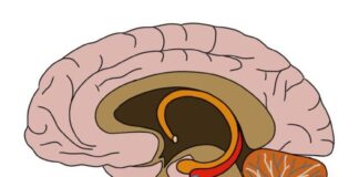 Hồi hải mã (Hippocampus) là gì Chức năng và cách bảo vệ (Ảnh: neuroscientificallychallenged)